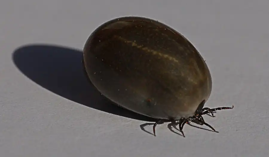 Повышение агрессивности вирофорных особей клещей Повышение агрессивности вирофорных особей клещей