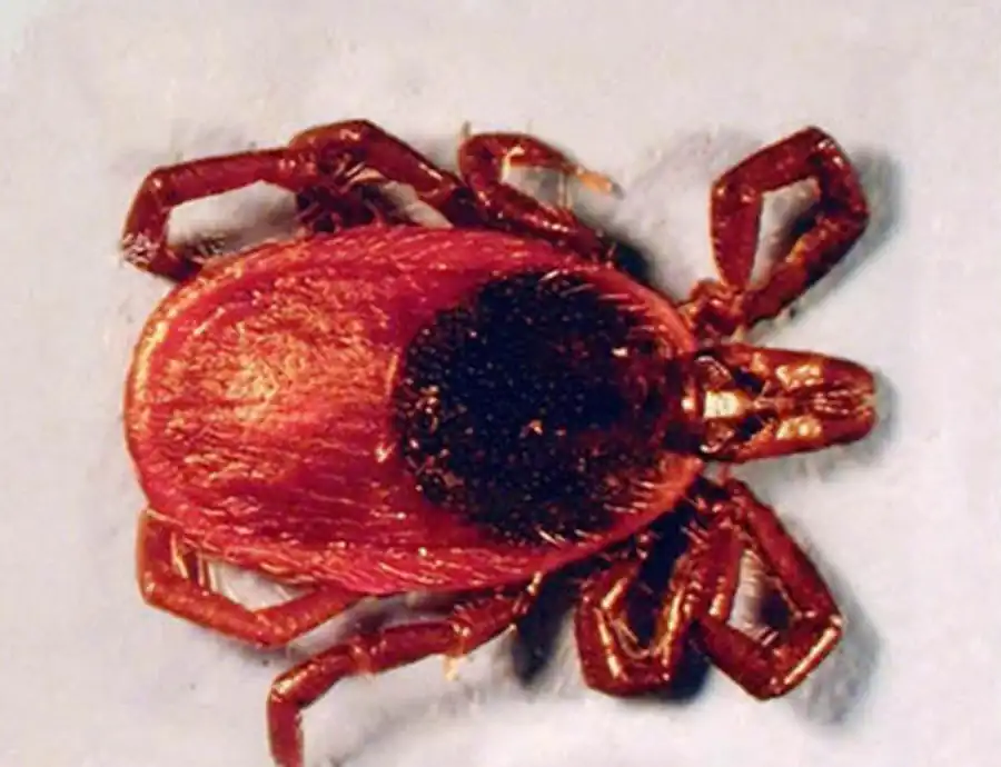 Резкое падение запаса вируса в природе на фазе личинки клеща Резкое падение запаса вируса в природе на фазе личинки клеща