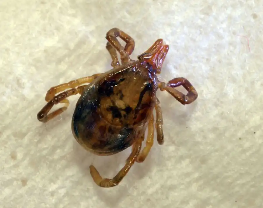 Усиленный отбор вирионов с особыми формами белков капсида Усиленный отбор вирионов с особыми формами белков капсида