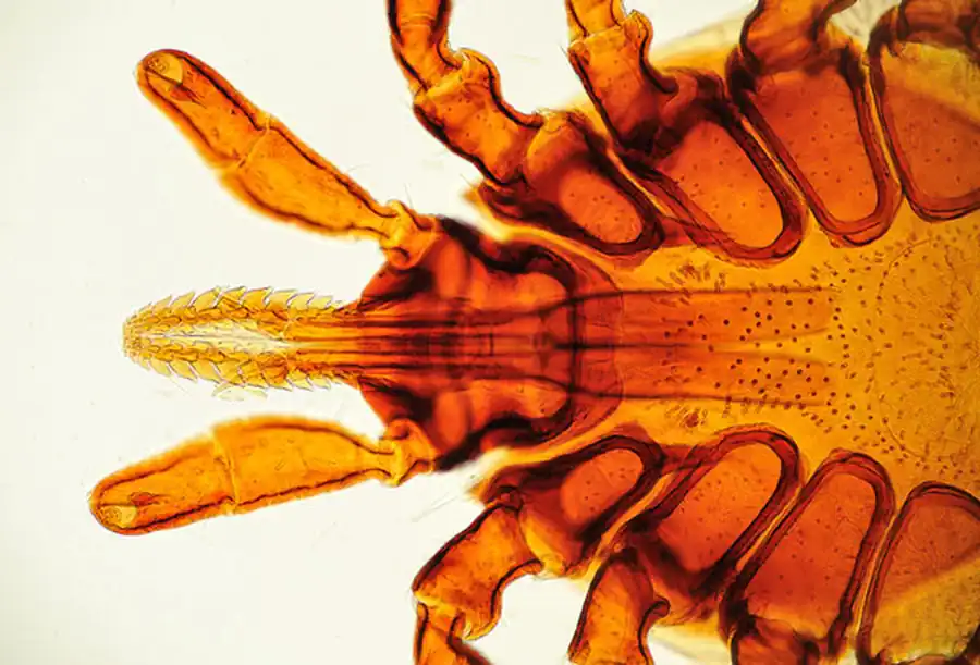 Отрицательное биномиальное распределение вируса в популяциях клещей Отрицательное биномиальное распределение вируса в популяциях клещей