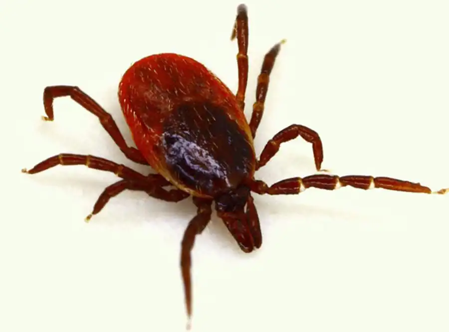 В системе клещ-возбудитель идет отбор В системе клещ-возбудитель идет отбор