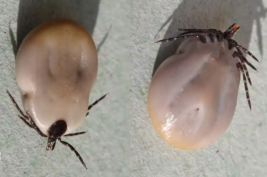 Концепция паразитарной системы Концепция паразитарной системы