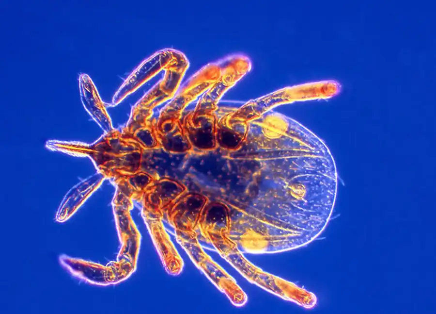 Функционирование системы клещ-возбудитель Функционирование системы клещ-возбудитель