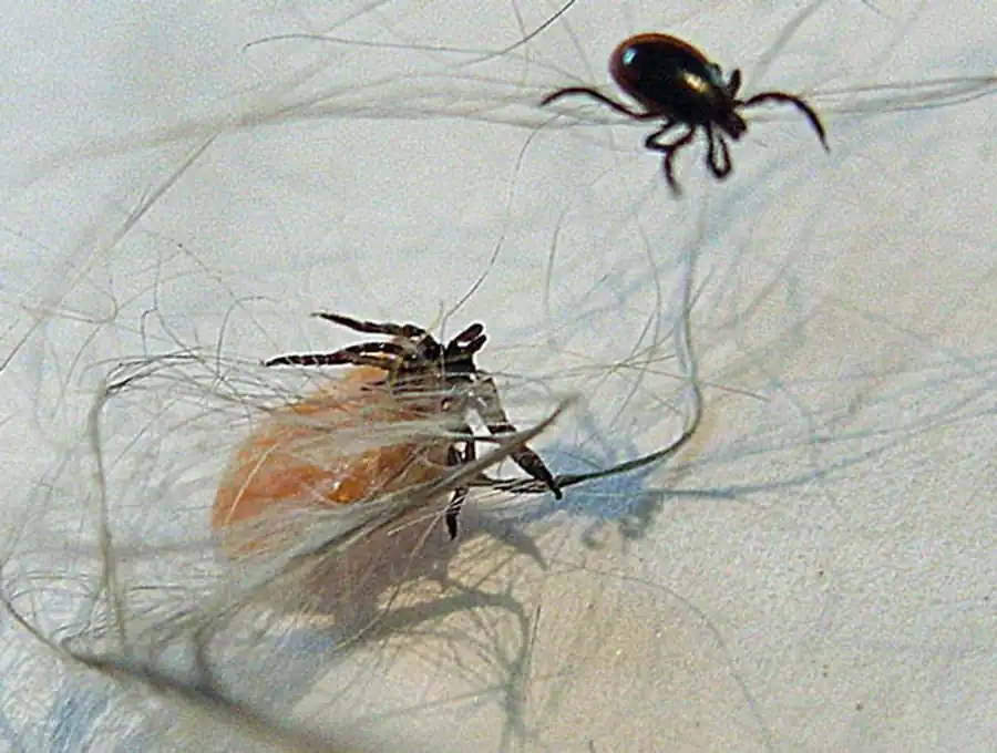 Взаимодействия всех членов (трехчленной) паразитарной системы Взаимодействия всех членов (трехчленной) паразитарной системы