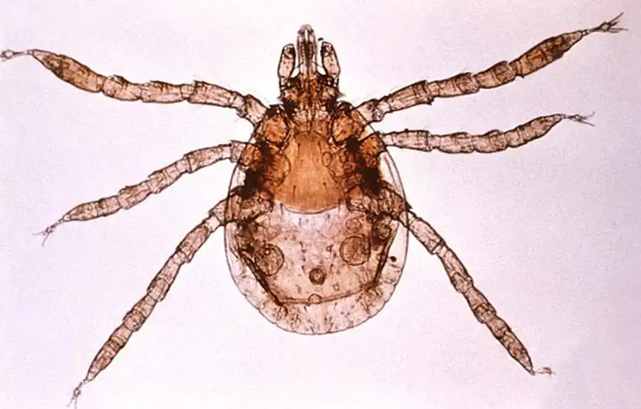 Литература по вопросам системы клещ-возбудитель Литература по вопросам системы клещ-возбудитель