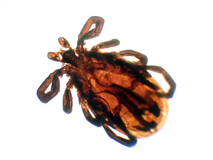 Литература по вопросам системы клещ-возбудитель. Часть 2 Литература по вопросам системы клещ-возбудитель. Часть 2