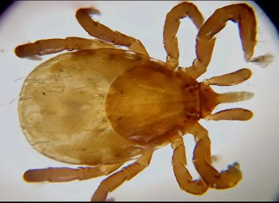 Литература по вопросам системы клещ-возбудитель. Часть 3 Литература по вопросам системы клещ-возбудитель. Часть 3