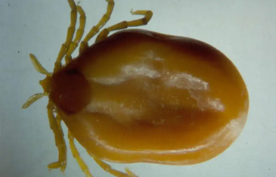 Литература по вопросам системы клещ-возбудитель. Часть 4 Литература по вопросам системы клещ-возбудитель. Часть 4