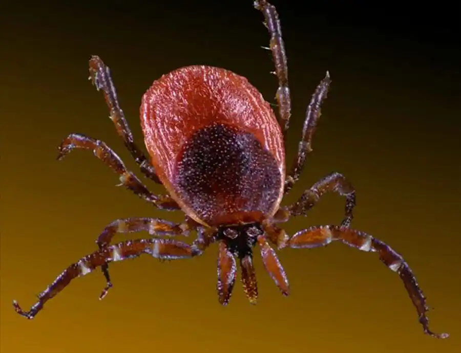 Литература по вопросам системы клещ-возбудитель. Часть 6 Литература по вопросам системы клещ-возбудитель. Часть 6