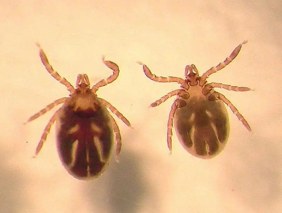 Литература по вопросам системы клещ-возбудитель. Часть 8 Литература по вопросам системы клещ-возбудитель. Часть 8