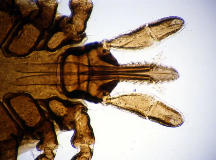Литература по вопросам системы клещ-возбудитель. Часть 9 Литература по вопросам системы клещ-возбудитель. Часть 9