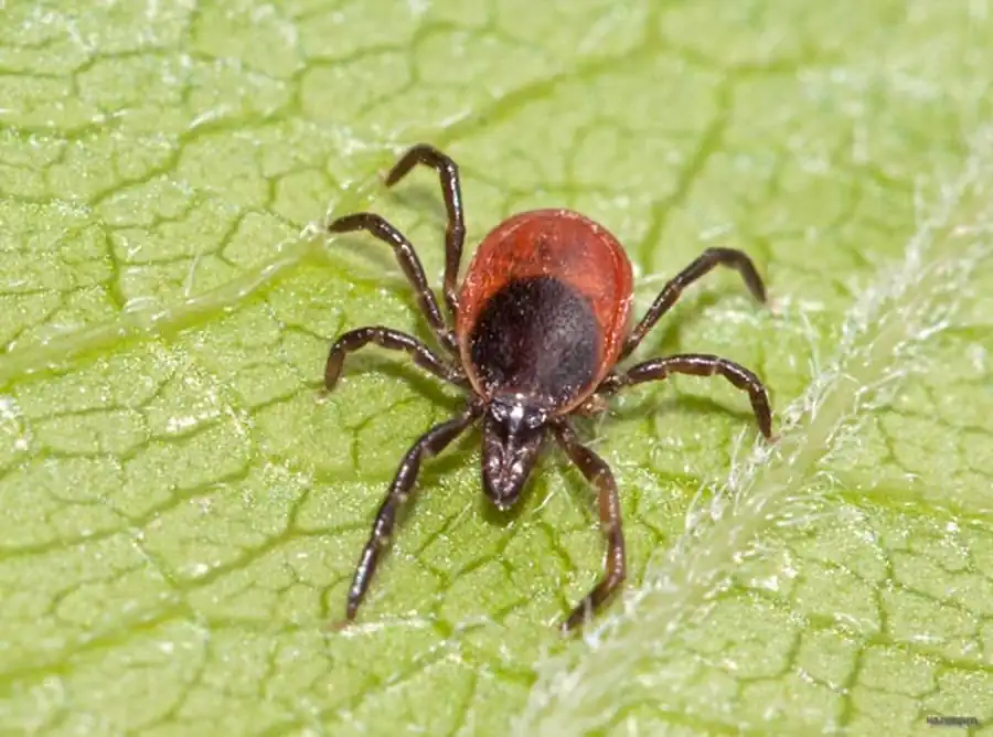 Продукция гранулосодержащих, цементообразующих клеток слюнных желез клещей Продукция гранулосодержащих, цементообразующих клеток слюнных желез клещей