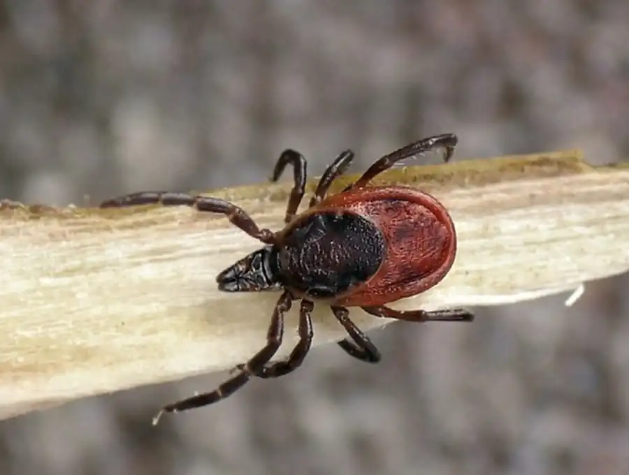 Литература по вопросам системы клещ-возбудитель. Часть 10 Литература по вопросам системы клещ-возбудитель. Часть 10