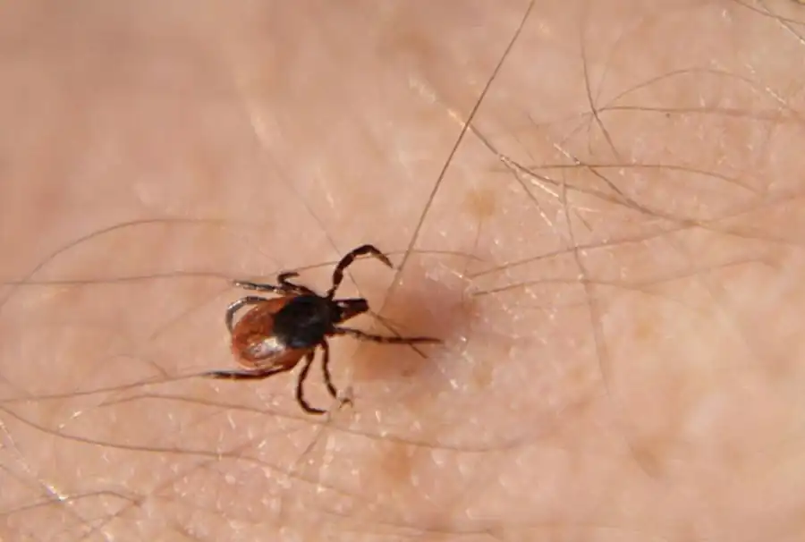 Литература по вопросам системы клещ-возбудитель. Часть 12 Литература по вопросам системы клещ-возбудитель. Часть 12