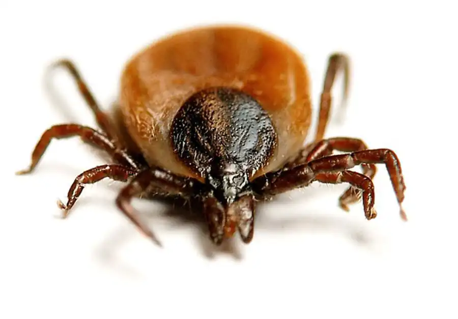 Литература по вопросам системы клещ-возбудитель. Часть 13 Литература по вопросам системы клещ-возбудитель. Часть 13