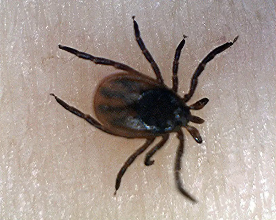 Литература по вопросам системы клещ-возбудитель. Часть 14 Литература по вопросам системы клещ-возбудитель. Часть 14