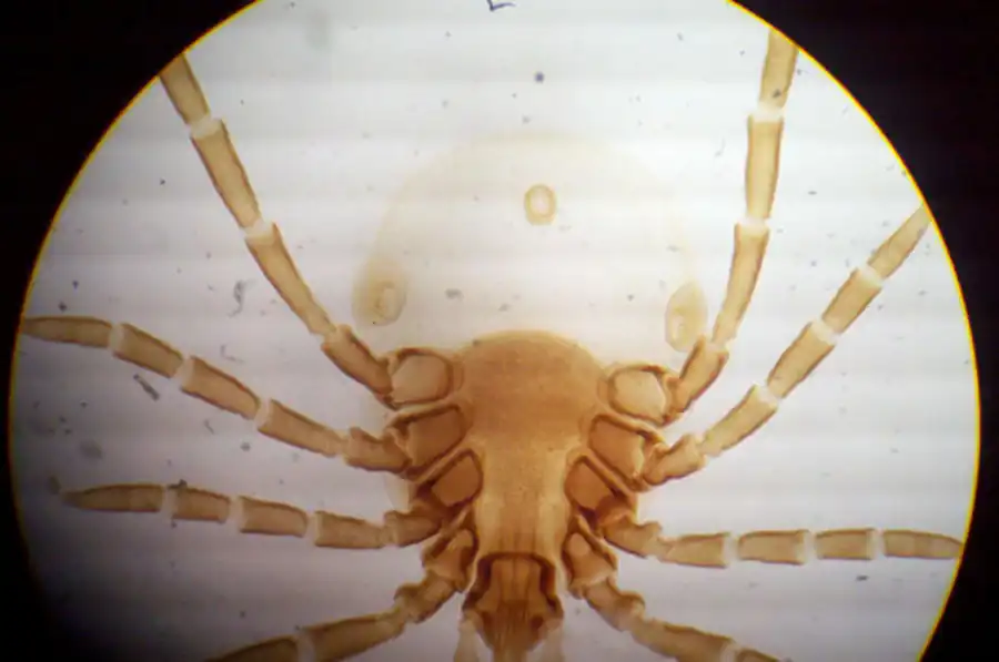 Литература по вопросам системы клещ-возбудитель. Часть 15 Литература по вопросам системы клещ-возбудитель. Часть 15