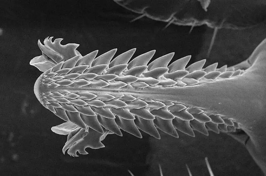 Литература по вопросам системы клещ-возбудитель. Часть 16 Литература по вопросам системы клещ-возбудитель. Часть 16