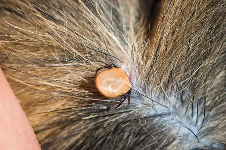 Литература по вопросам системы клещ-возбудитель. Часть 16 Литература по вопросам системы клещ-возбудитель. Часть 16