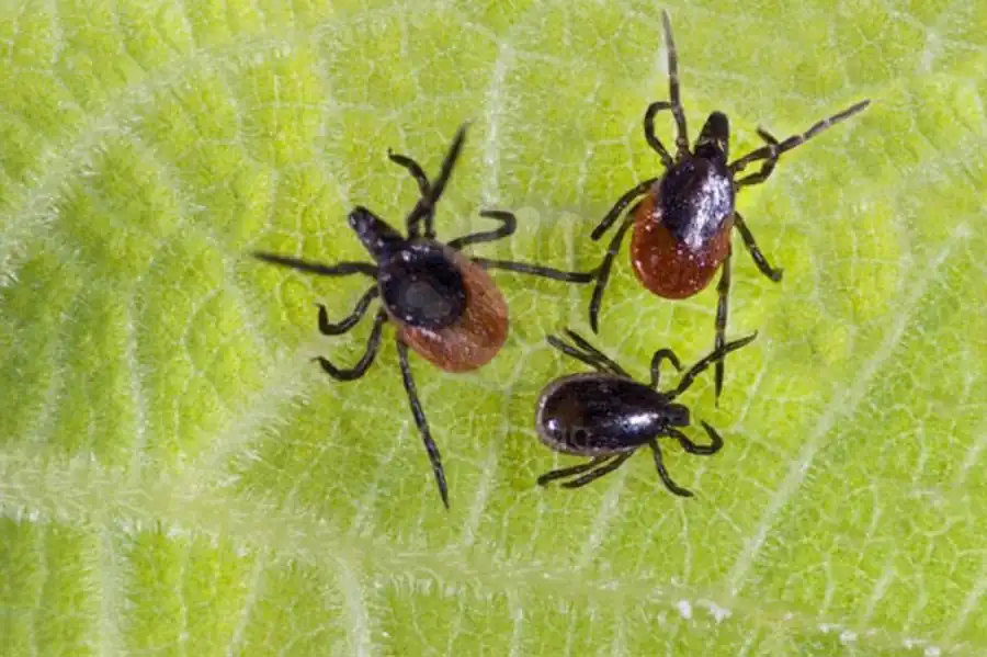 Литература по вопросам системы клещ-возбудитель. Часть 19 Литература по вопросам системы клещ-возбудитель. Часть 19