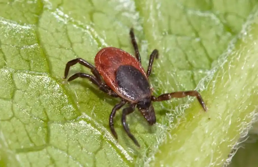 Резистентность, вызываемая повторными присасываниями клещей Резистентность, вызываемая повторными присасываниями клещей