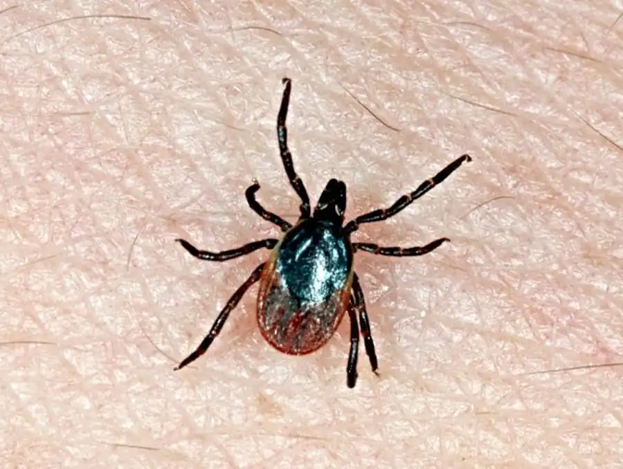 Литература по вопросам системы клещ-возбудитель. Часть 21 Литература по вопросам системы клещ-возбудитель. Часть 21