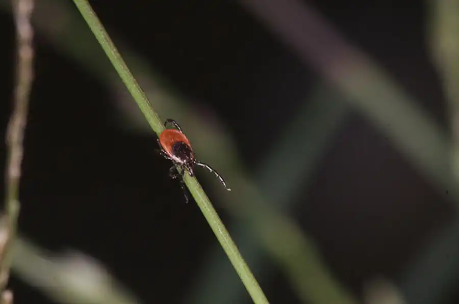 Литература по вопросам системы клещ-возбудитель. Часть 24 Литература по вопросам системы клещ-возбудитель. Часть 24