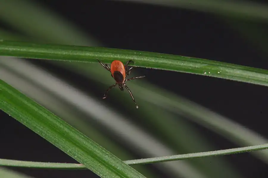 Литература по вопросам системы клещ-возбудитель. Часть 25 Литература по вопросам системы клещ-возбудитель. Часть 25