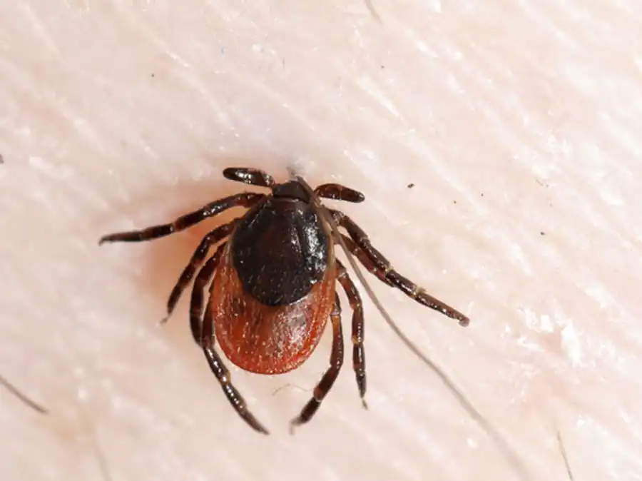 Литература по вопросам системы клещ-возбудитель. Часть 28 Литература по вопросам системы клещ-возбудитель. Часть 28