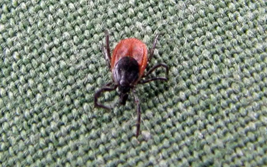 Реакции животных на антигены слюны клещей Реакции животных на антигены слюны клещей