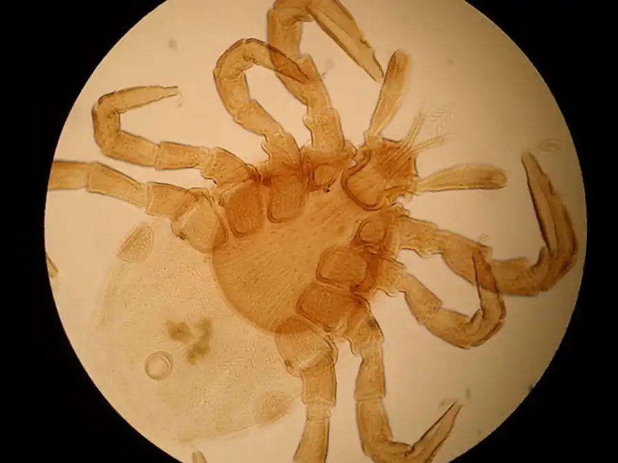 Литература по вопросам системы клещ-возбудитель. Часть 31 Литература по вопросам системы клещ-возбудитель. Часть 31