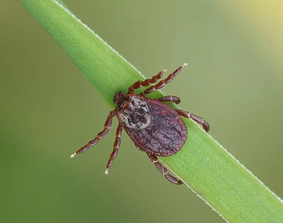 Литература по вопросам системы клещ-возбудитель. Часть 32 Литература по вопросам системы клещ-возбудитель. Часть 32