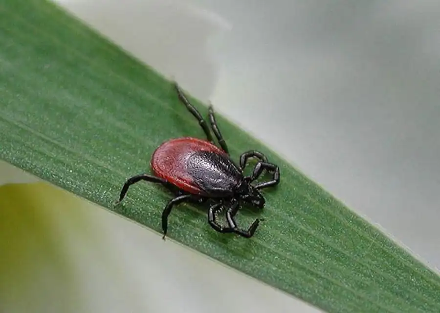 Литература по вопросам системы клещ-возбудитель. Часть 33 Литература по вопросам системы клещ-возбудитель. Часть 33