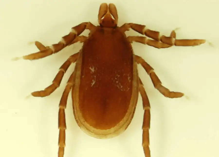 Литература по вопросам системы клещ-возбудитель. Часть 34 Литература по вопросам системы клещ-возбудитель. Часть 34