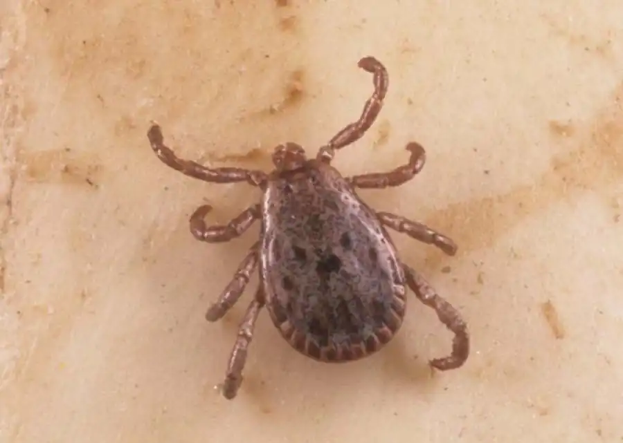 Типизация отношений возбудителей болезней и клещей Типизация отношений возбудителей болезней и клещей