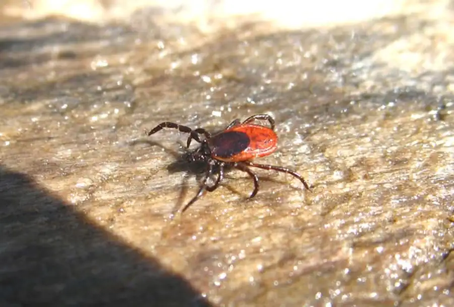 Выработка иммунитета под влиянием слюны клещей Выработка иммунитета под влиянием слюны клещей