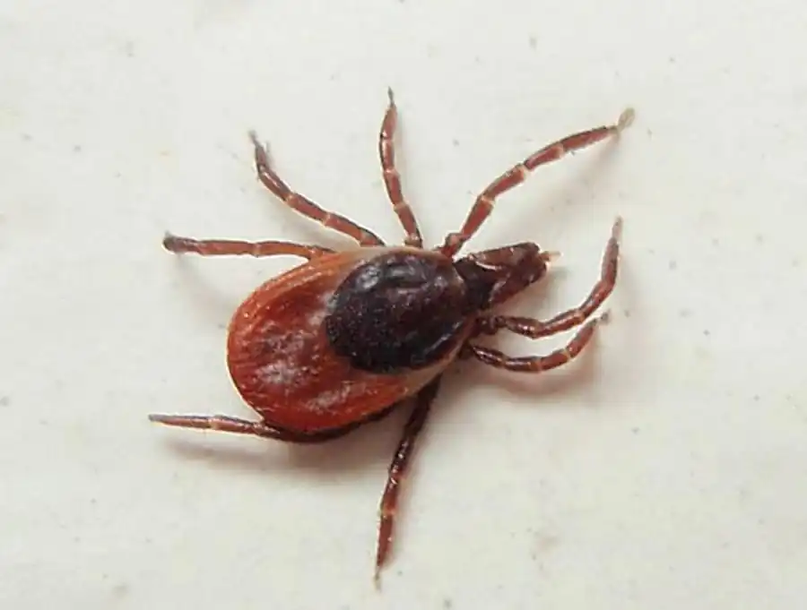 Внедрение адаптированных к хозяину-клещу возбудителей Внедрение адаптированных к хозяину-клещу возбудителей