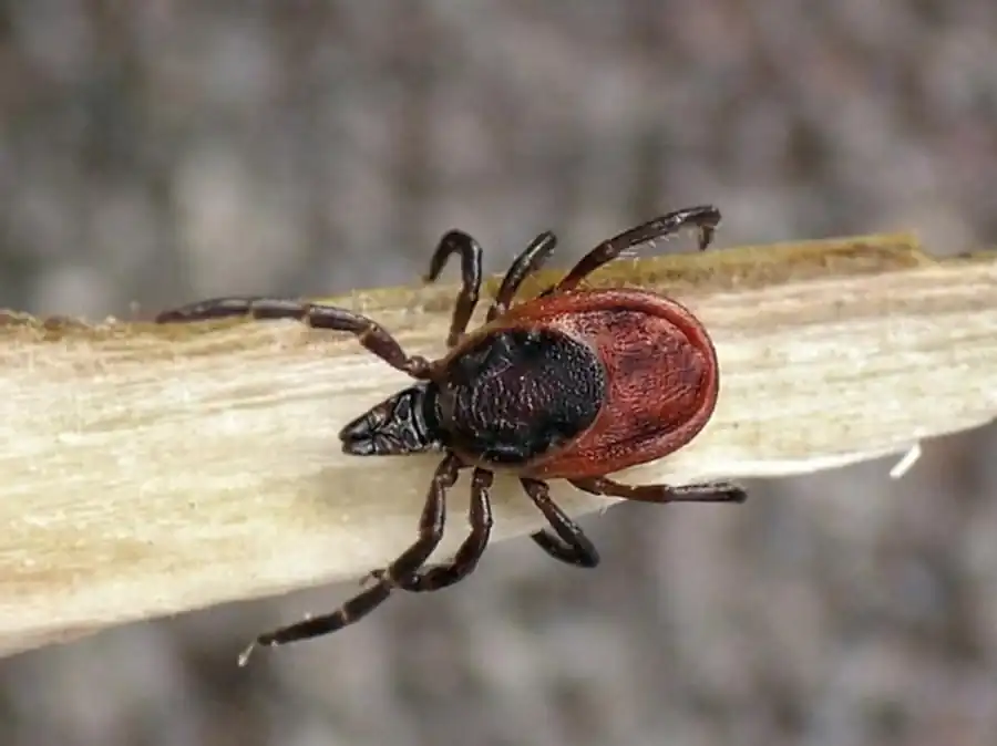 Развитие тейлерий, бабезий и анаплазм Развитие тейлерий, бабезий и анаплазм