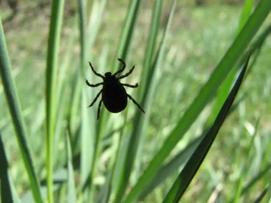 Количества поглощаемой крови у иксодид Количества поглощаемой крови у иксодид