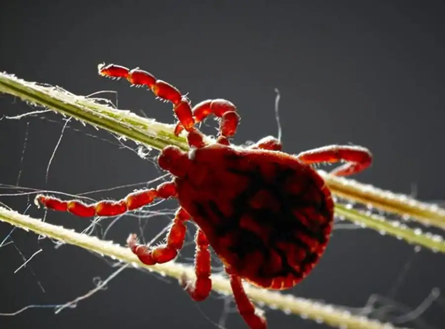 У иксодовых клещей принято разделять 4 фазы пищеварения У иксодовых клещей принято разделять 4 фазы пищеварения