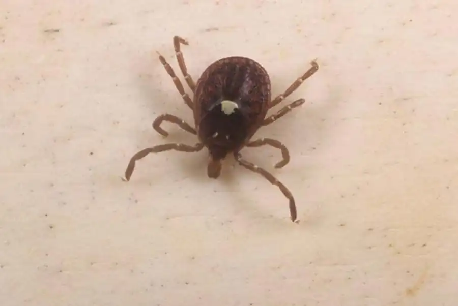 Клещи — специфические (биологические) переносчики Клещи — специфические (биологические) переносчики