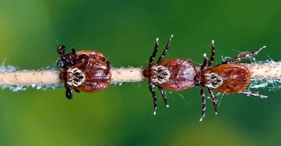 Механизм переваривания эритроцитов аргасовыми клещами Механизм переваривания эритроцитов аргасовыми клещами