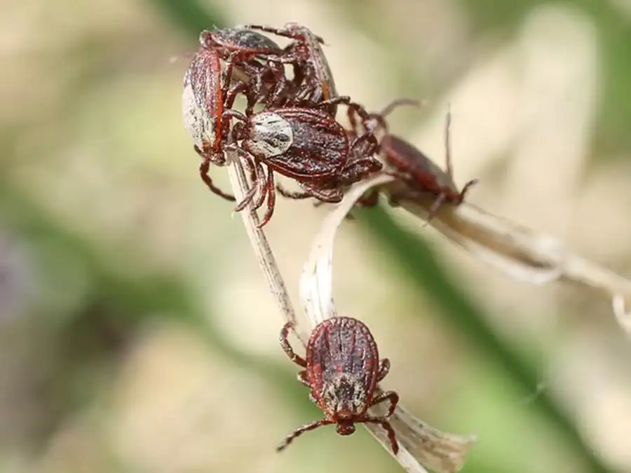 Строение клеток кишечника нимф клещей Строение клеток кишечника нимф клещей