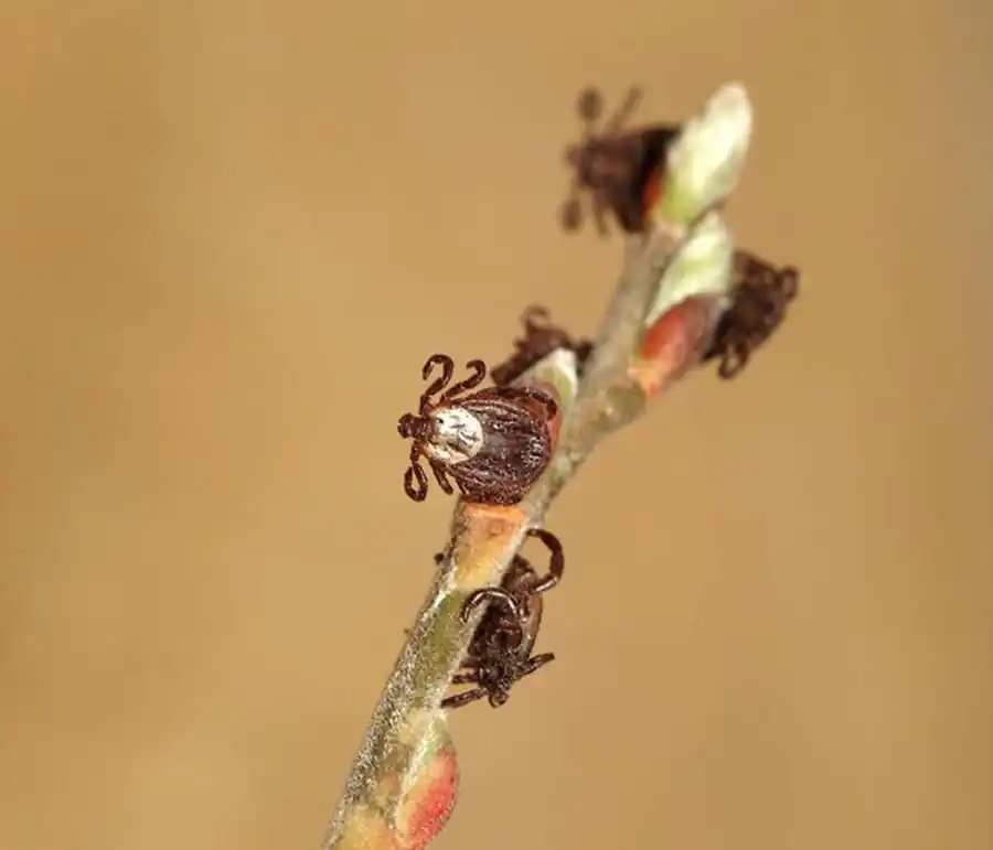 Клетки голодных нимф клещей Клетки голодных нимф клещей