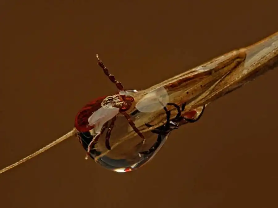 Наличии у клещей перитрофической мембраны Наличии у клещей перитрофической мембраны