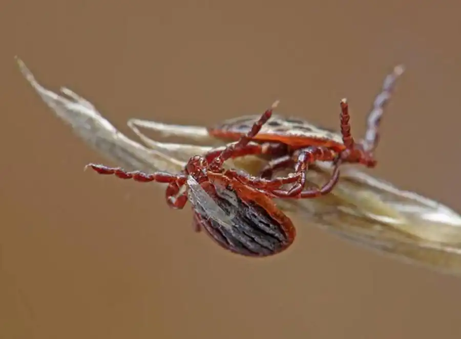Эндоперитрофическое пространство кишечника нимф клещей Эндоперитрофическое пространство кишечника нимф клещей
