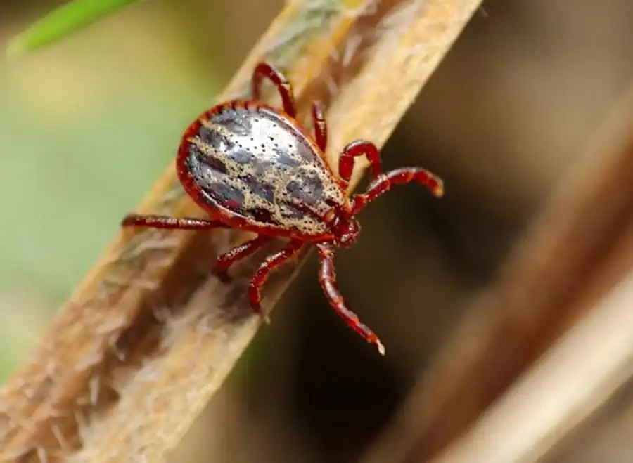 Снижение интенсивности заражения возбудителями Снижение интенсивности заражения возбудителями