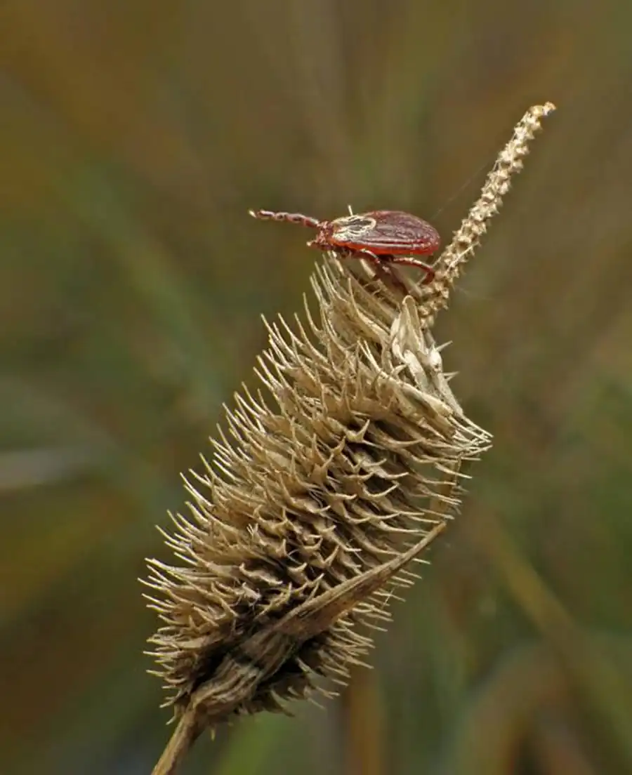 Сохранение микроорганизмов в кишечнике клещей Сохранение микроорганизмов в кишечнике клещей
