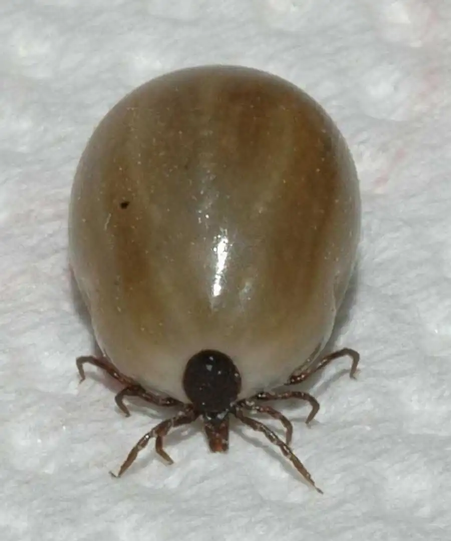 Наиболее общие концепции и принципы паразитологии Наиболее общие концепции и принципы паразитологии