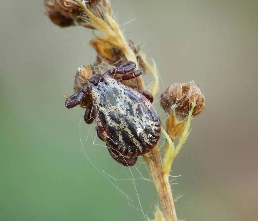 Разрушительное гемолитическое действие слюны клеща Разрушительное гемолитическое действие слюны клеща